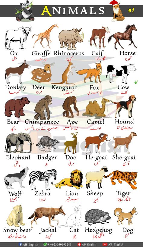 All Kinds Of Animals, Animals Name In Urdu, Animals Names In English, Young Ones Of Animals, Masculine And Feminine Gender, Gender Of Animals, Animals Name With Picture, Animals Chart, Animals Name List