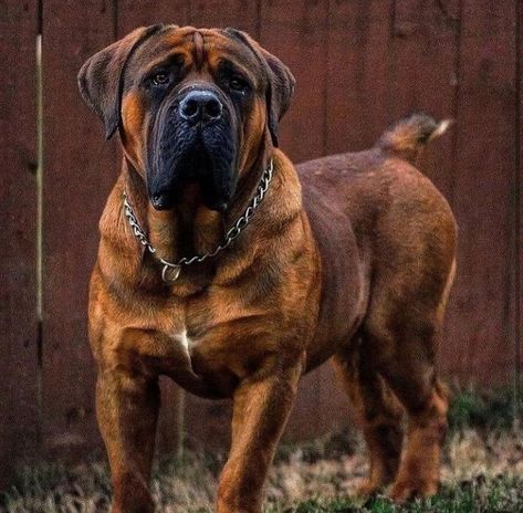 Boerboel Mastiff, Boerboel Dog, South African Boerboel, Bull Mastiff Dogs, South African Mastiff, African Boerboel, Mastiff Breeds, Bully Breeds Dogs, Every Dog Breed