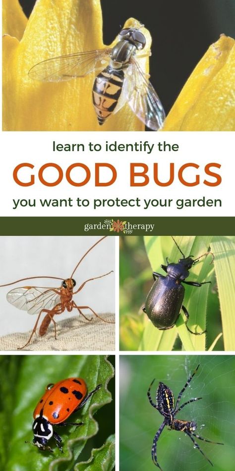 These beneficial insects will keep harmful pests out of your garden and help your plants thrive! Here are four bugs that you'll want in your garden. #gardentherapy #backyardhabitat #beneficialinsects Plant Bugs, Garden Therapy, Garden Bugs, Attracting Beneficial Insects, Garden Insects, Natural Pest Control, Garden Pest Control, Wildlife Gardening, Organic Garden