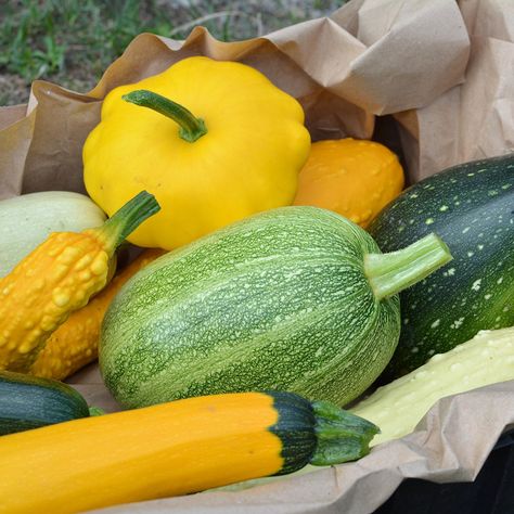 8 Types of Summer Squash (and How to Cook Them) | Taste of Home Types Of Squash Summer, Different Kinds Of Squash, Types Of Zucchini, Types Of Squash, Baby Squash, Sauteed Scallops, Squash Types, Crookneck Squash, Pattypan Squash