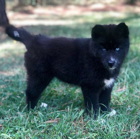 Everyone meet Michaela. She is a solid black Siberian Husky puppy. Extremely rare! Black Siberian Husky, Pitbull Husky, Husky Black, Black Husky, White Siberian Husky, Siberian Kittens, Queen Of The Night, Black Puppy