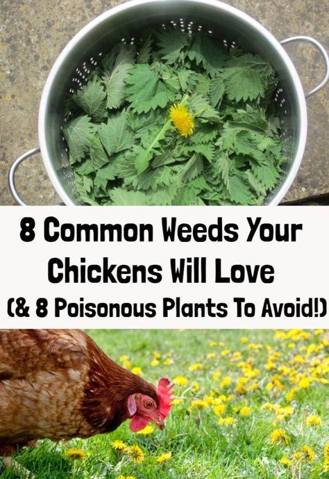 Chicken Proof Plants, Chicken Care Backyard, Plants Around Chicken Coop, Plants For Chickens, What To Feed Chickens, Treats For Chickens, Herbs For Chickens, Chicken Raising, Chicken Care