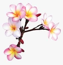 Fiori Frangipani, Flores Plumeria, Frangipani Tattoo, Good Morning For Love, Hawaii Painting, Basic Watercolor, Plumeria Flowers, Flowers Png, Art Tropical