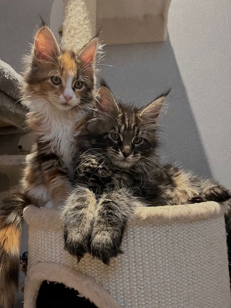 Mainecoon Cat Kitten, Cute Cats Mainecoon, Siamese Mainecoon Cat, Main Coone Cat Aesthetic, Baby Mainecoon Kitten, Brown Maine Coone Cat, Mancoon Cat Kittens, Maincoon Cat Kittens, Calico Maine Coone