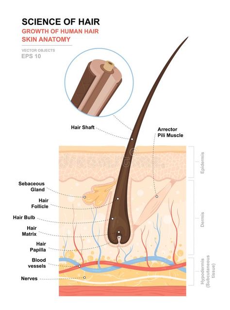 Anatomical training poster. Growth and structure of human hair. Skin and hair an #Sponsored , #PAID, #Affiliate, #training, #Growth, #hair, #poster Hair Anatomy, Human Body Projects, Medical Vector, Skin Anatomy, Electrolysis Hair Removal, Hair Science, Integumentary System, Hair Facts, Matrix Hair