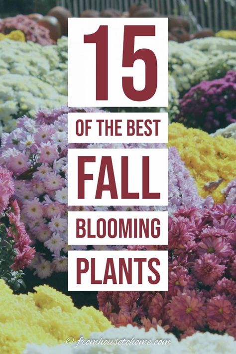 Looking to add some color to your fall garden with plants that are easy to grow and maintain? Find out the best plants that bloom in fall. #fromhousetohome #fall #gardening #gardenideas #garde   #fallflowers Plants For Fall, Fall Blooming Flowers, Fall Perennials, Fall Gardening, House To Home, Full Sun Perennials, Full Sun Plants, Best Perennials, Hydrangea Garden