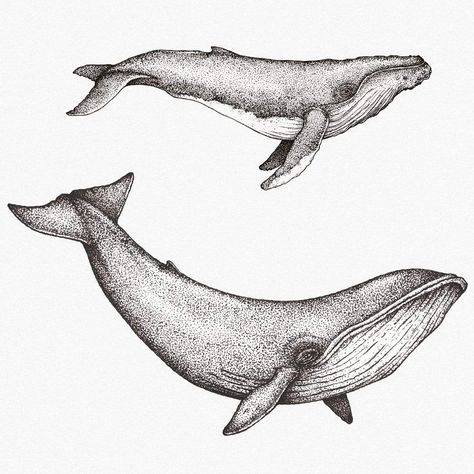 Whale Species, Nathan Miller, Idea Drawing, Whale Drawing, Whale Illustration, Mount Maunganui, Watercolor Whale, Cute Whales, Whale Art