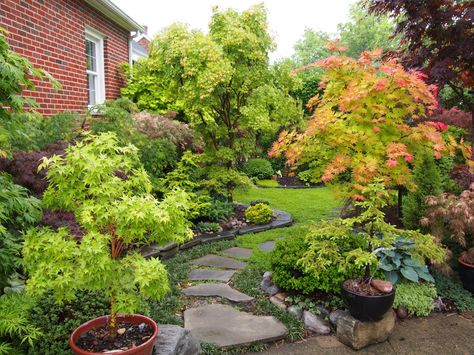 Japanese Maple Tree Landscape, Zen Garden Plants, Maple Tree Landscape, Japanese Maple Garden, Small Japanese Garden, Japanese Garden Landscape, Garden Nook, Asian Garden, Japanese Maple Tree