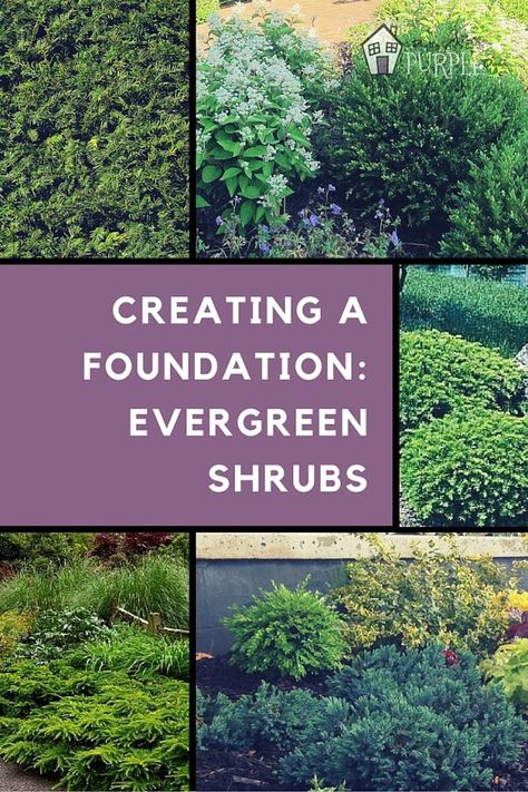 Evergreen Shrubs create a solid landscape foundation | PrettyPurpleDoor.com Soft Scape Landscape, Evergreen Borders, Landscape Layering, Landscaping Slope, Evergreen Foundation Planting, Backyard Border, Foundation Shrubs, Happy Landscape, Shrubs For Landscaping