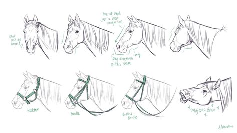 Horse Drawing Notes - Alexandria Neonakis' Sketchbook Horse Drawing Tutorial, Head Drawings, Horse Art Drawing, Horse Sketch, Horse Anatomy, Horse Drawing, Horse Drawings, Anatomy Art, Horse Head