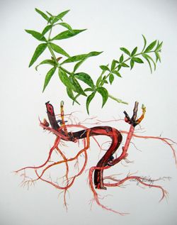 Roots of the madder plant are dried, crushed and hulled. All parts of the madder plant contain the pigment, but the roots have the largest concentration. The roots are boiled in weak acid to dissolve the dye, and fermented (in which the glycosides to hydrolyze to anthraquinones).The extracted dye is made into a pigment by dissolving the dye in hot alum (aluminum potassium sulphate; AlK(SO4)2 · 12 H2O) solution, and precipitating the pigment with soda or borax. Madder Plant, Dye Garden, Dye Plants, Plant Illustrations, Madder Root, Natural Dyeing, Fibre And Fabric, Young Animal, Eco Printing