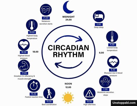 Circadian rhythm unstoppabl Circadium Rhythm, Circadian Rhythm Chart, Mom Health, Working On Me, Full Of Energy, 3am Thoughts, Feminine Health, Om Shanti Om, Receding Gums