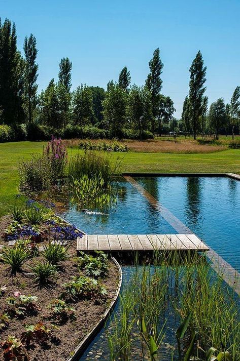 Outdoor Natural Pool, Swimming Ponds Backyard, Natural Pools Backyard, House On Pond, Natural Pools Backyard Swimming Ponds, Natural Pool Ideas, Ecosystem Pond, Organic Pool, Deck Plants