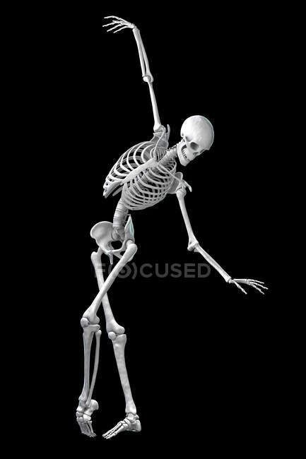 Anatomy of a dancer, computer illustration. A human skeleton in a ballet pose showing skeletal activity in ballet dancing. — bones, Dynamic - Stock Photo | #517247114 Skeleton Arms Reference, Skeleton Refrences, Skeleton Anatomy Reference, Posed Skeleton, Skeleton Poses Reference, Skeleton Gesture, Skeleton Posing, Posing Skeletons, Skeleton Reference