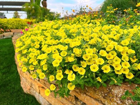 Supertunia Mini Vista Yellow, Yellow Petunias, Flower Bed Borders, Petunia Flower, Front Yard Landscape, Yard Landscape, Landscape Plants, Plants Ideas, Planting Ideas