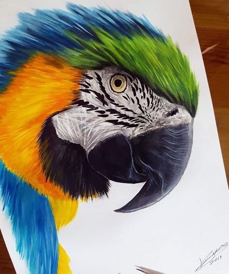 Pencil Colour Painting, Yorkie Painting, Macaw Art, Easy Scenery Drawing, Blue Gold Macaw, Parrot Drawing, Canvas Painting Projects, Parrot Painting, Color Pencil Sketch