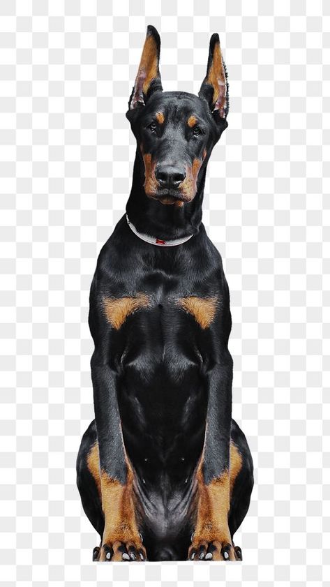 Doberman Sitting, Boys Poses, Sticker Transparent Background, Bus Simulator Indonesia Skin Kerala Hd, Dog Doberman, Dog Portraits Art, Doberman Dog, Portraits Art, Png Stickers