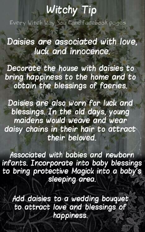 Daisies……Magickal Tips & Hints – Witches Of The Craft® Magickal Tips, Witch Board, Witchy Tips, Magickal Herbs, Witch Herbs, Green Witchcraft, Magic Herbs, Wiccan Witch, Eclectic Witch