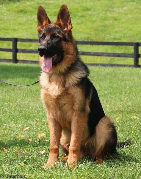 Sheperd Dogs, German Sheperd Dogs, Big Dog Breeds, Pretty Dogs, Best Dog Breeds, Cute Dogs And Puppies, Shepherd Puppies, German Shepherd Puppies, Dundee