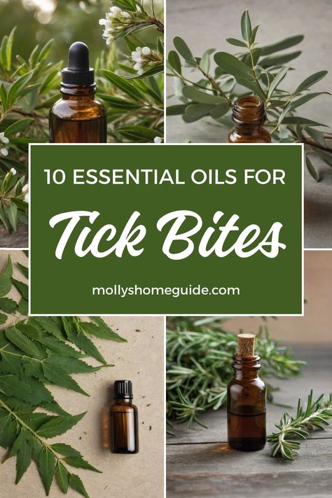 Discover the power of essential oils in repelling ticks and bugs naturally. Try these effective home remedies for tick bites, including DIY essential oil repellents. From homemade tick repellent sprays to natural mosquito repellent recipes, find the best solutions for keeping pests away. Learn about the benefits of essential oils for tick bites and Lyme disease, and explore how to use 10 different essential oils for repelling bugs. Homemade Tick Repellent, Natural Mosquito Repellent, Helichrysum Essential Oil, Benefits Of Essential Oils, Tick Bite, Tick Repellent, Natural Mosquito Repellant, Chamomile Essential Oil, Geranium Essential Oil