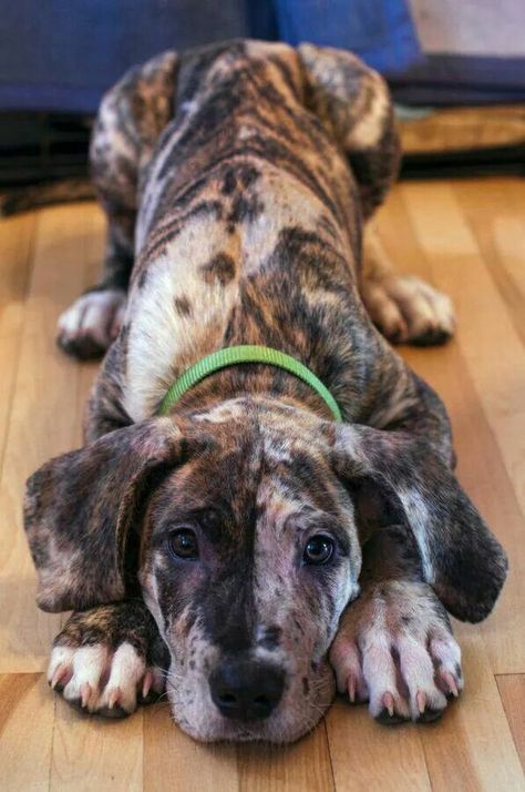 Beautiful Cane Corso mix! Mastiff Mix, Dane Puppies, Pitt Bull, Love My Dog, Large Dog Breeds, Blue Heeler, Chewbacca, Cane Corso, Great Dane