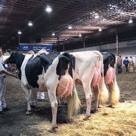 Dairy Show Cows, Dairy Aesthetic, Dairy Cows Holstein, Cow Animation, Dairy Cow Breeds, Cow Holstein, Cow Breeds, Farm Livestock, Livestock Showing