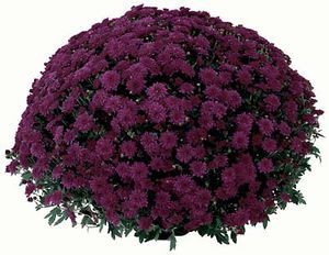 Purple Mum - Chrysanthemum Chrysanthemum Garden, Chrysanthemum Plant, Caring For Mums, Purple Mums, Garden Mum, Fall Mums, Perennial Vegetables, Basket Planters, Chrysanthemum Flower