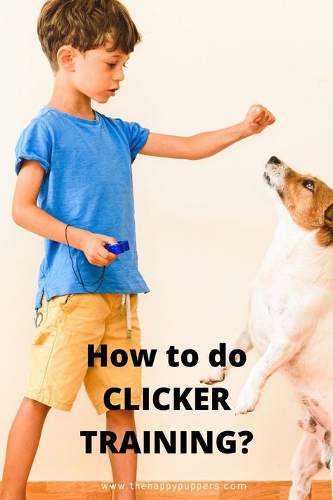 Whether you are a first-time dog guardian or you’ve had dogs before, you must have heard of clicker training at some point. Clicker training is a training method that makes the use of rewards and sounds to train the dog. Can clicker training be effective in training your dog as well? Let’s find out. #dogtraining #clickertraining #training #dogs Clicker Training Puppy, Golden Retriever Training, Dog Clicker Training, Puppy Training Schedule, Training Puppy, Training Dogs, Work From Home Careers, Elderly Dogs, Training Schedule