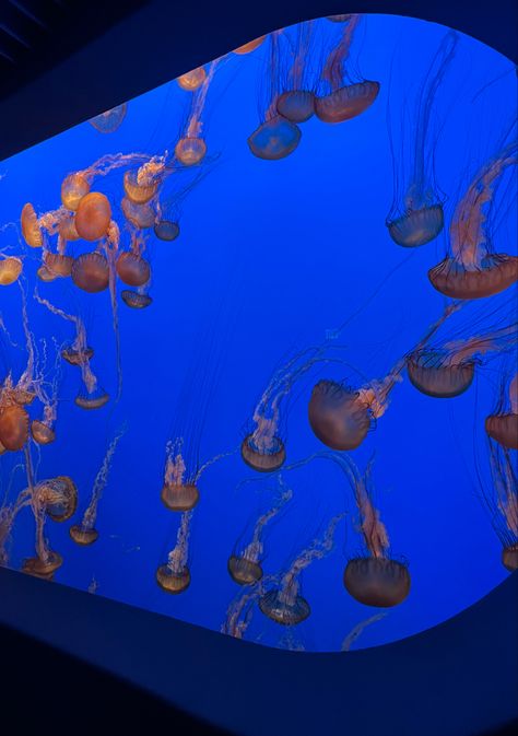 -monterey bay aquarium #jellyfish #montereybayaquarium #aesthetic Aquarium Aesthetic Jellyfish, Monterey Bay Aquarium Aesthetic, Jellyfish Aquarium Aesthetic, Sea Biology, Trip Moodboard, Aquarium Pics, Monterey Aquarium, Aquarium Jellyfish, Vision Board Project