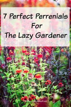 Perennials Flowers, Low Maintenance Yard, Low Maintenance Landscaping, Beautiful Yards, Landscape Designs, Garden Yard Ideas, Low Maintenance Plants, Perennial Garden, Flowers Perennials