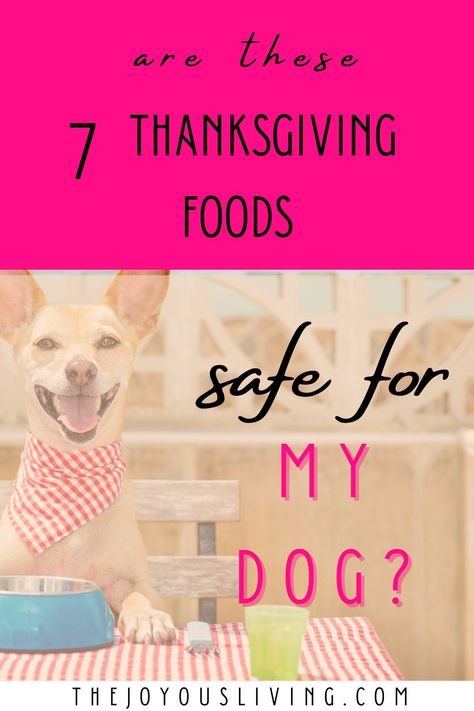 Can my dog eat Thanksgiving foods? Advice about foods my dog can eat. Dog friendly thanksgiving foods. What not to feed your dog on Thanksgiving. Thanksgiving Day foods that can kill your dog. Toxic foods for dogs. Thanksgiving foods that are safe for dogs. Safe human food for dogs. #thanksgivingfoods #thanksgiving #dogfood #thejoyousliving Healthy Thanksgiving Treats, Food Dogs Cant Eat, Can Dogs Eat Bananas, Toxic Foods For Dogs, Foods For Dogs, Human Food For Dogs, Foods Dogs Can Eat, Pet Recipes, Traditional Thanksgiving Recipes