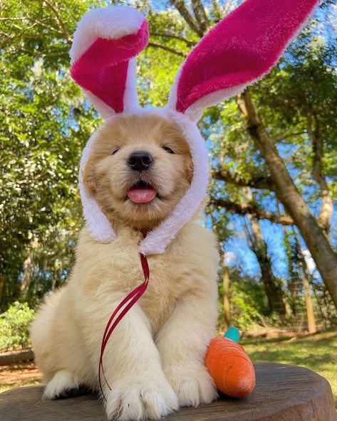 Easter Widgets, Easter Stuff, Easter Dog, Golden Life, Very Cute Dogs, Golden Retriever Puppy, Cute Easter, Retriever Puppy, Golden Retrievers