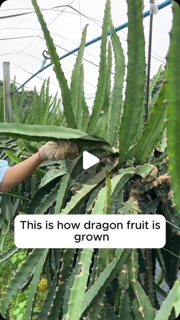 Amazing Garden Ideas on Instagram: "Unique dragon fruit growing tips #gardening #garden #gardeningtips #gardenlife #gardeninspiration #gardenideas #gardenlove #gardendesign #gardenersofinstagram #gardenersworld #garden_styles #gardenphotography #gardenlovers #gardenerslife #gardenart #gardenbeauty #gardensofinstagram #gardenplants #gardenviews #gardenersparadise #gardenista #gardeningcommunity #gardenloversclub #gardenaddict #gardeners #gardenerslife" Dragon Fruit Growing Tips, Dragon Fruit Growing, Plant Dragon, How To Grow Dragon Fruit, Dragon Fruit Plant, Fruit Growing, Garden Harvest, Growing Tips, Garden Photography