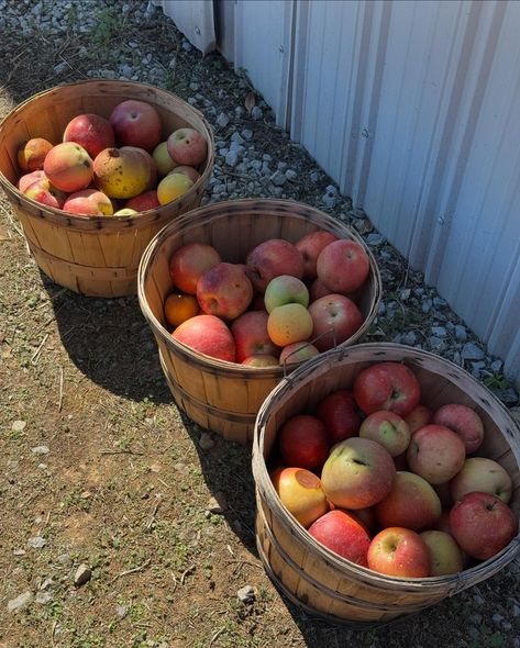 Meet us at the orchard🍎 #AppleOrchard #MorningGloryOrchard #ApplePicking #FallPictures #FallActivities #ApplePickingOutfit #AppleOrchardOutfit Apple Picking Outfit, Apple Orchard, Apple Picking, Fall Pictures, Autumn Activities, Morning Glory, Fall Vibes, Quick Saves