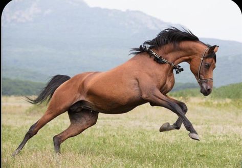 Horse Anatomy, Horse Inspiration, Animal Study, Most Beautiful Horses, Equine Photography, Horse Photos, Horse Coloring, Arabian Horse, Pretty Horses