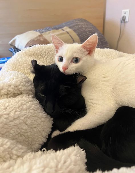 Black And White Cat Together, Black Cat And White Cat Aesthetic, Black And White Cats In Love, Black Cat And White Cat Together, White Cat And Black Cat, 2 Cats Together, Me And My Bf, Black And White Cats, Cats In Love