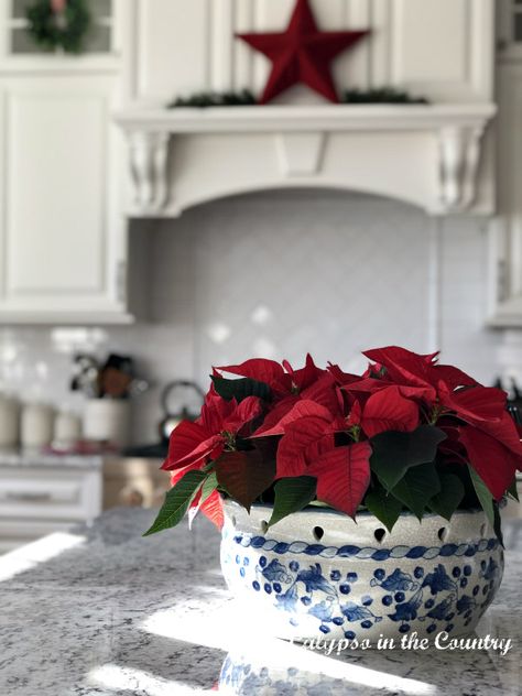 Red poinsettias in blue bowl on counter - Favorites of 2020 Decorating With Poinsettias, Poinsettia Christmas Decor, Christmas Kitchen Decorating Ideas, Poinsettia Centerpiece, Christmas Tree Poinsettia, Christmas Homes, Poinsettia Decor, Porcelain Decor, Chinoiserie Christmas