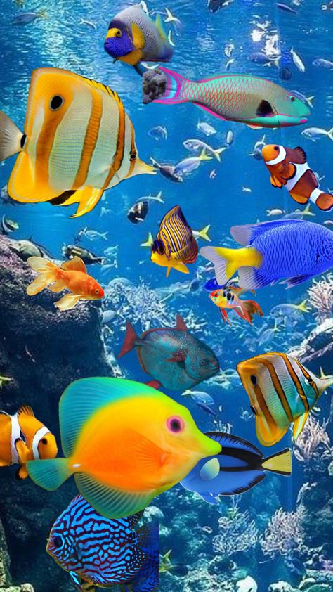 Fauna Marina, Salt Water Fish, Beautiful Sea Creatures, Kayak Trip, Ocean Vibes, Saltwater Aquarium, Beautiful Fish, Colorful Fish, Beach Painting