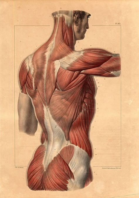 Human Muscle Anatomy, Anatomy Studies, Anatomy Sculpture, Anatomy Tutorial, Art Anatomy, Human Anatomy Drawing, Human Figure Drawing, Muscle Anatomy, Human Anatomy Art