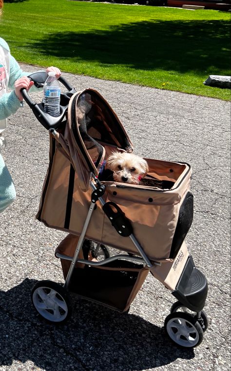 Dog In Stroller, Dog Stroller Aesthetic, Puppy Stroller, Walk Aesthetic, Dog Room Decor, Puppy Life, Small Dog Accessories, Dream Puppy, Flag Game