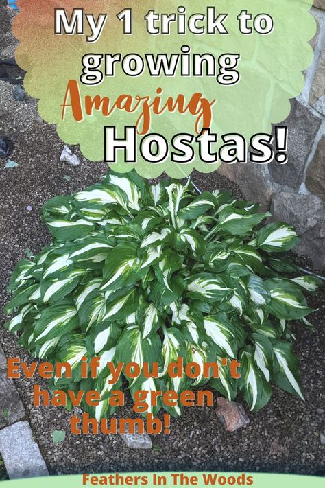 Growing gorgeous Hostas! Hakone Grass And Hosta, Fern And Hosta Landscaping, Hosta Gardens Flower Beds, Hosta Plants In Pots, When To Plant Hostas, Hosta Gardens Layout Front Yard, Hostas Around Pool, Hostas Landscaping Flower Beds, Hostas Along Fence