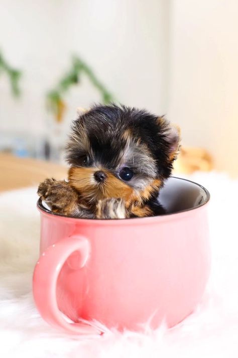 15 Most Popular Micro Teacup Puppies You'll Love Teacup Puppy Breeds, Micro Teacup Yorkie, Teacup Dog Breeds, Cute Puppy Photos, Micro Teacup Puppies, Teacup Dog, Puppy Kennel, Cute Teacup Puppies, Teacup Yorkie Puppy