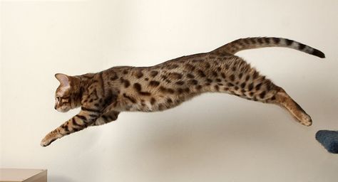 Jumping Bengal Cat free on Creative Commons license http://www.freeimages.com/photo/jumping-bengal-cat-1625009 (CC) Charcoal Bengal, Siamese Cats Facts, Fun Facts About Cats, Cat Anatomy, Bengal Kitten, Cat Stock, Cat Reference, Cat Hacks, Cat Pose