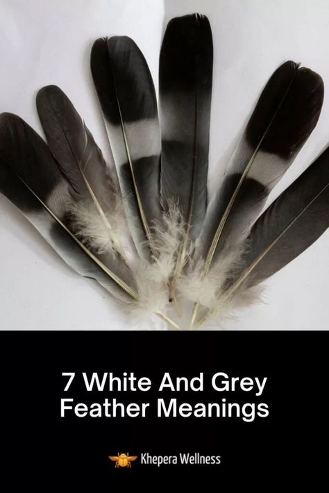 Feathers And Their Meanings, Black And White Feather, Grey And White Feather Meaning, Grey Feather Spiritual Meaning, Feather Meaning Symbols Spiritual, Black And White Feather Meaning, Gray Feather Meaning, Grey Feather Meaning, White Feather Meaning