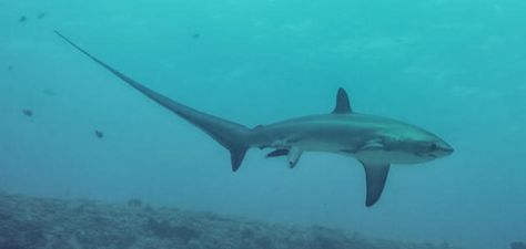 Photographer Attila Bicskos was diving off the coast of the Philippines last year when he spotted a thresher shark swimming by and snapped a photo. He almost tossed the photo away afterward, but it’s a good thing he didn’t: the photo is now the first recorded image showing a thresher shark giving birth. Thrasher Shark, Thresher Shark, Lego Avengers, Shark Pictures, Shark Swimming, Caught On Camera, Giving Birth, Rare Pictures, Shark Week