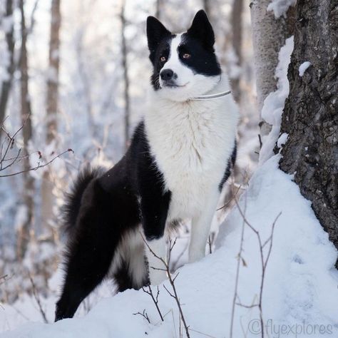 West Siberian Laika, Black Cantonese Bear Dog, Mountain Caucasian Dog, Bear Dogs, Karelian Bear Dog, Romanian Carpathian Shepherd Dog, Bear Dog, Animal References, Dream Dog