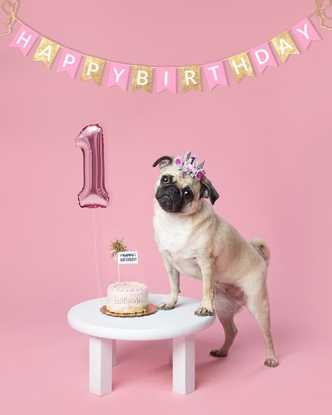 Fawn Pug 1st Birthday Party with balloon, cake and flower crown Dog 1st Birthday Photoshoot Ideas, Pet Birthday Photoshoot Ideas, Dog's Birthday Party, Diy Dog Birthday Photoshoot Ideas, Dog Bday Ideas, Dogs Birthday Photoshoot Ideas, Dogs 1st Birthday Photoshoot, Puppy 1st Birthday Photo Shoot, Dog 1st Birthday Photoshoot