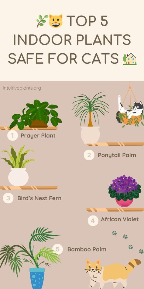 Indoor Plants Pet Friendly, Indoor Cat Garden, Cat Safe House Plants, Safe House Plants, Cat Friendly Plants, Cat Safe Plants, Indoor Farming, Plants Pet Friendly, Cat Plants