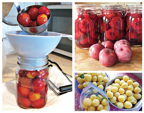 Plum Recipes Canning, Pickled Plums Recipe, Preserving Plums, Canning Plums, Types Of Plums, Plum Preserves, Canned Plums, Plum Pie, Canning Process