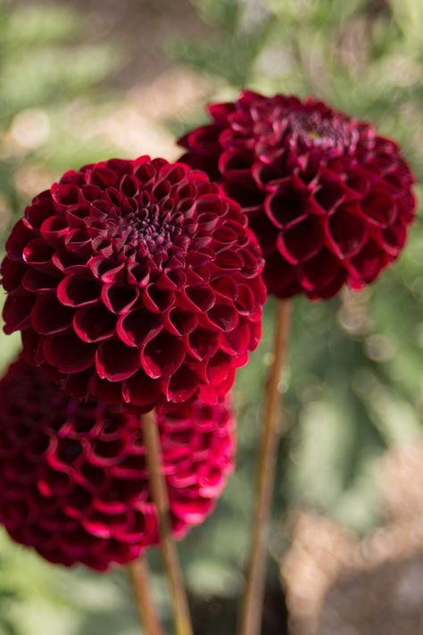 Roses And Dahlias, Dark Red Dahlia, Dark Dahlia, Red Dahlias, Red Dahlia, Dahlias Garden, Spring Plants, Garden Bulbs, Cut Flower Garden